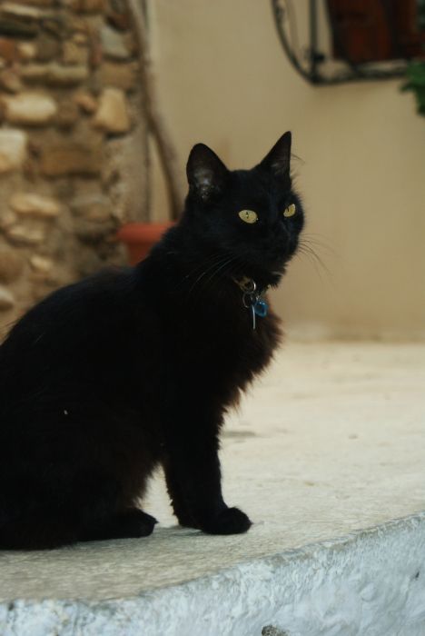 Cats in Naxos!
