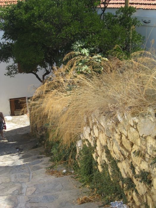 Grasses growing in a street in Skopelos town.