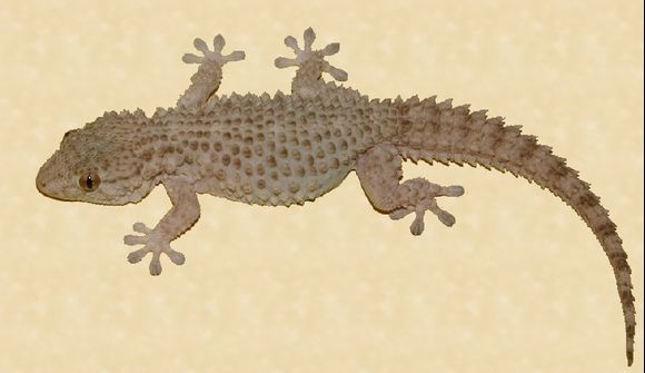 Gecko