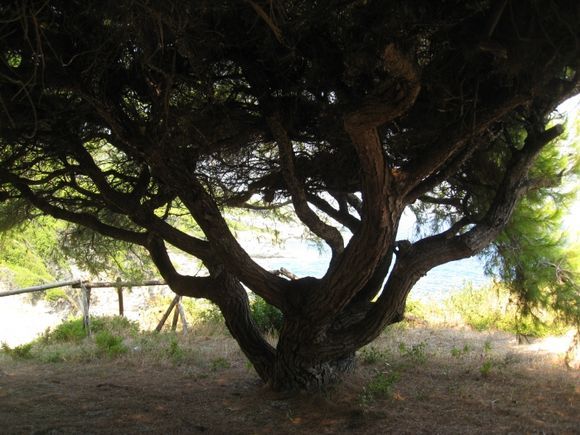 Shade tree at the top of the cliff above Perivolou beach.  There used to be a van supplying refreshments etc here, but the land is now up for sale.
