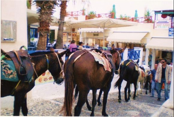 The donkeys at Thira, Santorini