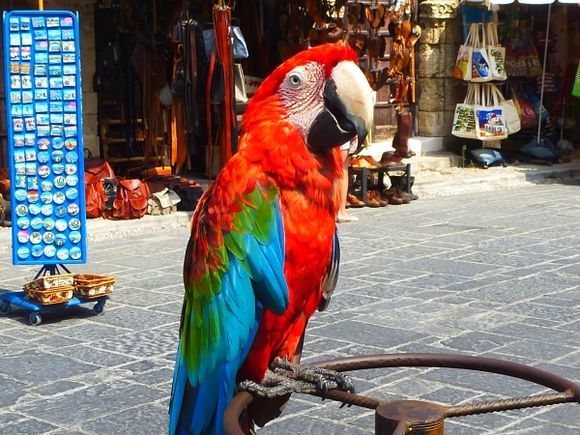 The brightly coloured parrot used to lure people into the café.  Unfortunately we went in the wrong café and I got told off for taking it's picture!!