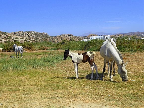 A Mother with her young grazing near Plaka beach.