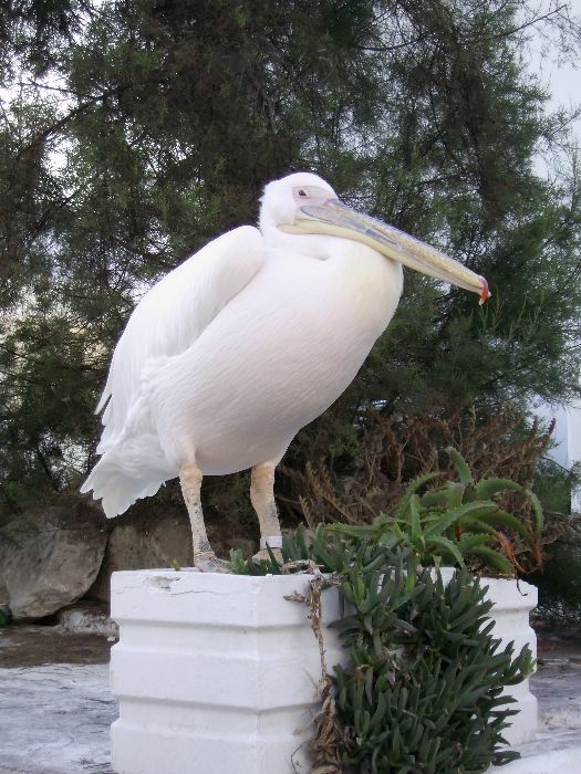 Mykonos september 2009, Petros (the pelican)