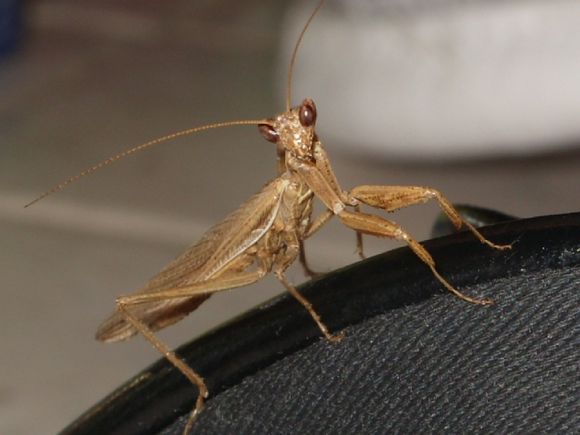 a cheecky little insect landed while having a beer in panos\'s bar in aghia paraskevi