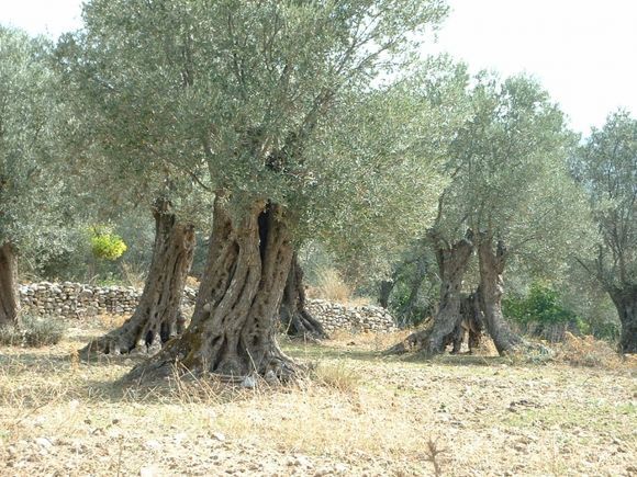 Olive trees in Foloti - another year has passed.