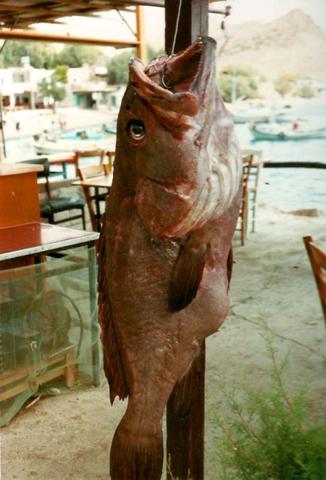 Big catch in Rethymnon