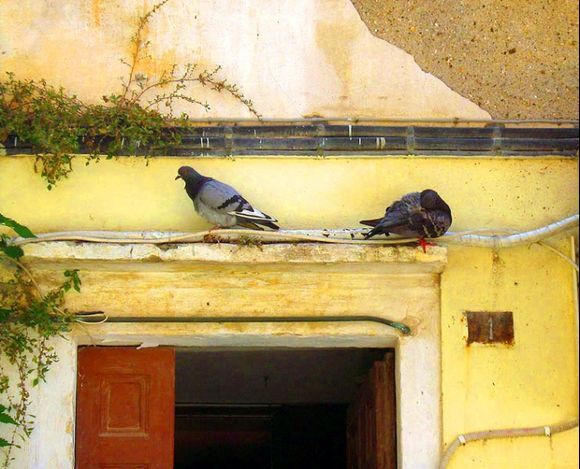 Birds in the old town of Kerkyra