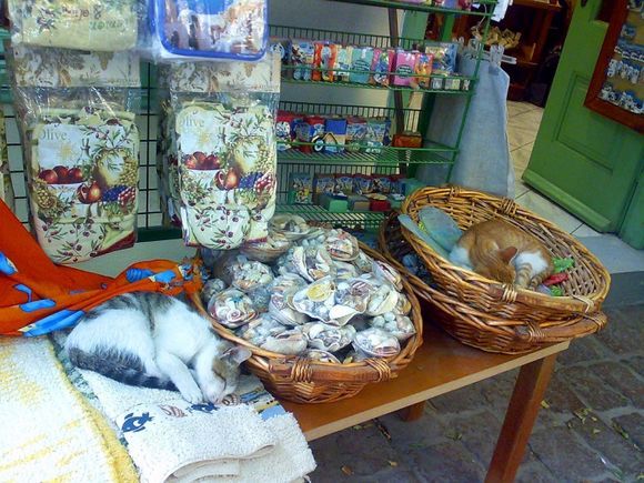 Cats for sale, Lesvos
