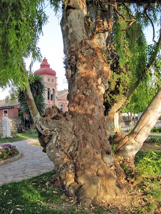 Very old tree in Corfu town