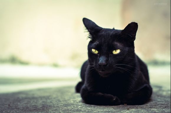 Μαύρη γάτα στα Νικιά, Νίσυρο