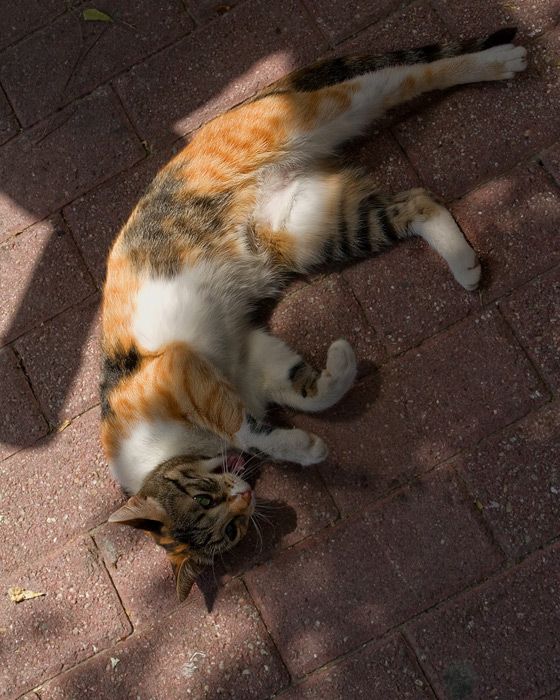 Friendly cat from Skiathos port # 4