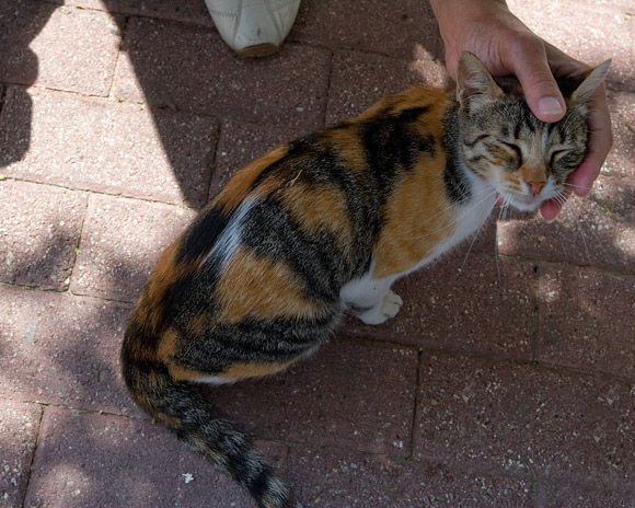 Friendly cat from Skiathos port # 3