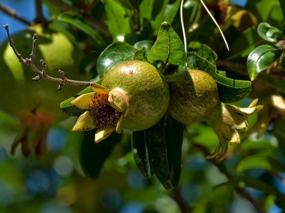 Pomegranate