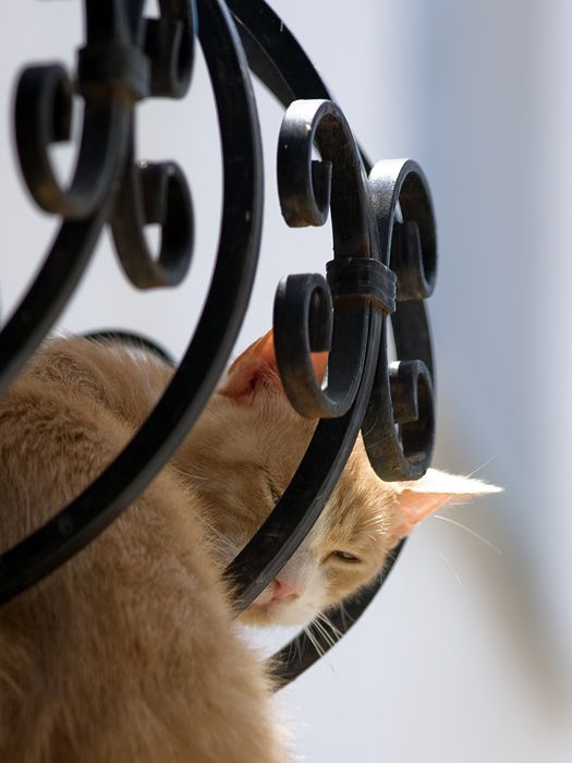 Stylish fence and fancy cat.