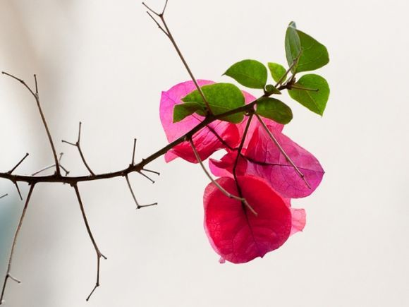 Bougainvillea