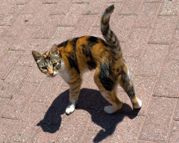Friendly cat from Skiathos port # 6