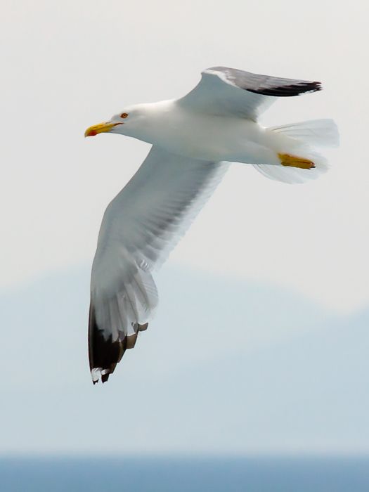 Just another seagull