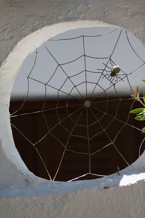 Spider\'s net