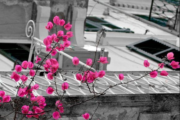 Bougainvillea