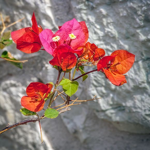 Bougainvillea