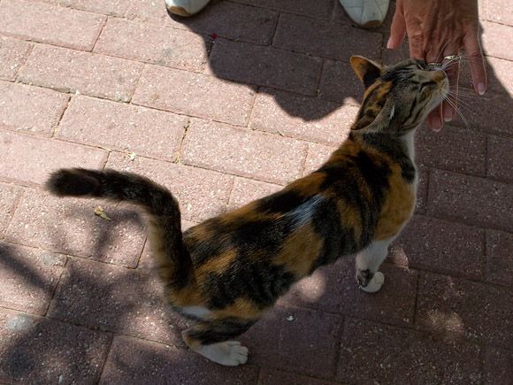 Friendly cat from Skiathos port # 1