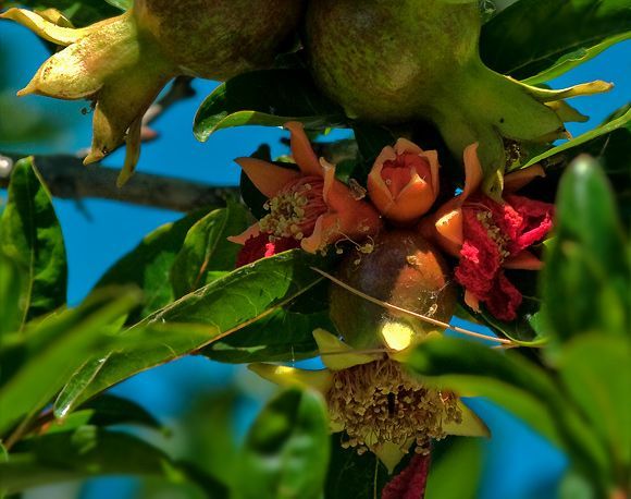 Pomegranates #3