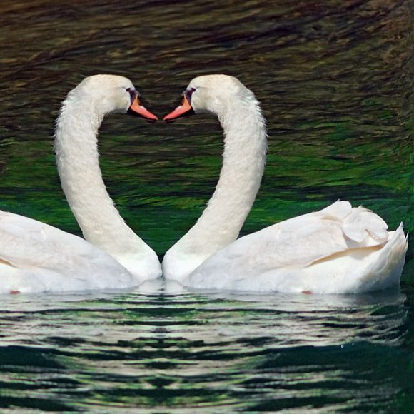 Lake Strofillia\'s swan - mirror image