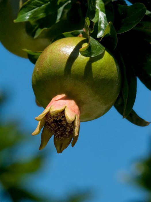 Pomegranate