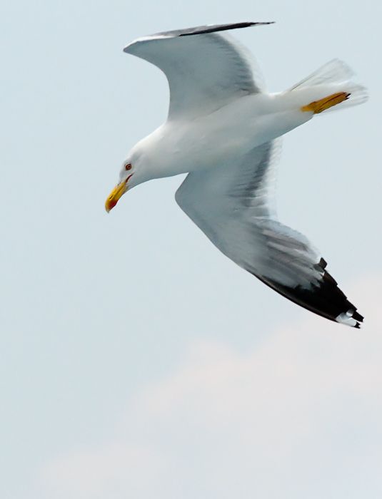 Seagull # 5