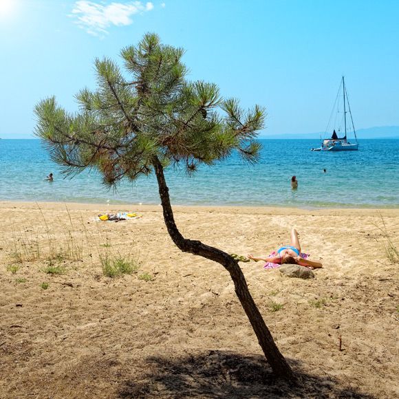 Crooked tree at Koukounaries beach