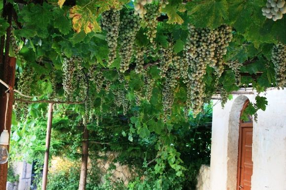 Waiting to become a good wine... Kipouria Monastery grapes.