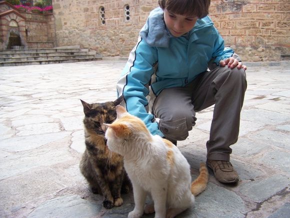 Cats in Monastery