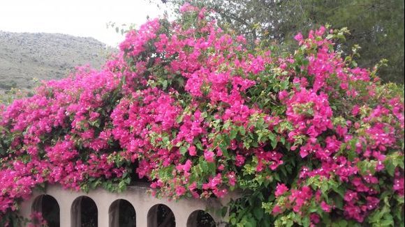 Aegina Island- my favorite flowers