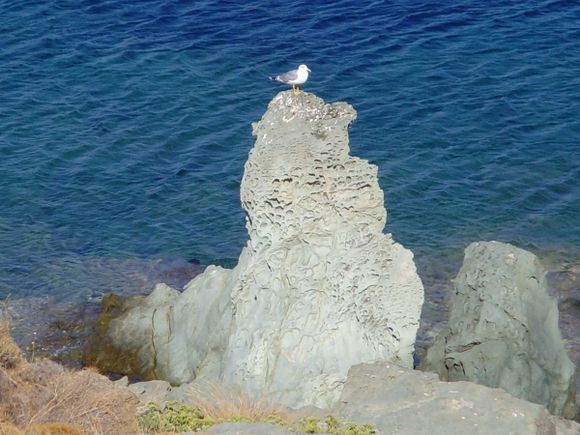 Andros, Batsi, lonely seagull