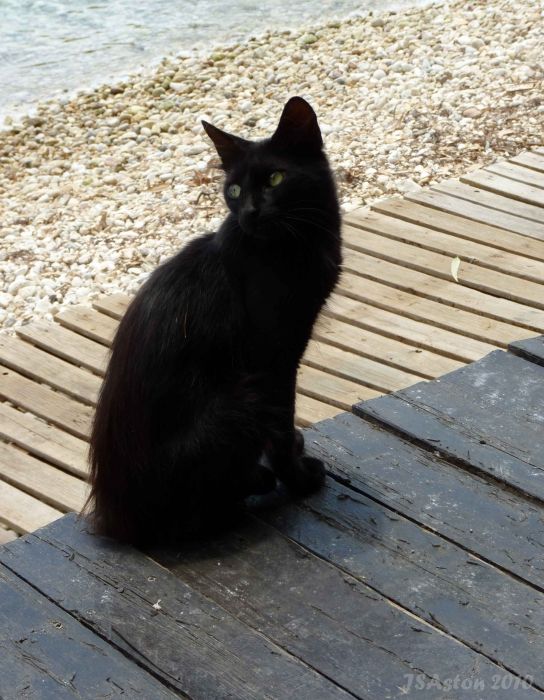 Black Cat at Karrasia Beach...