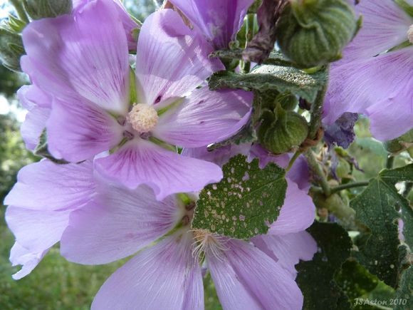 Purple Flowers, Close Up...