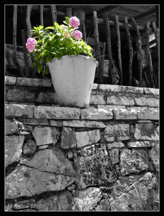 Pink Plant on Wall...