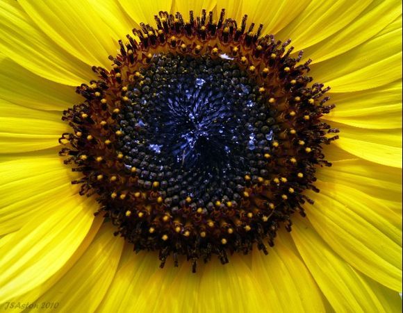 Sun Flower Close Up...