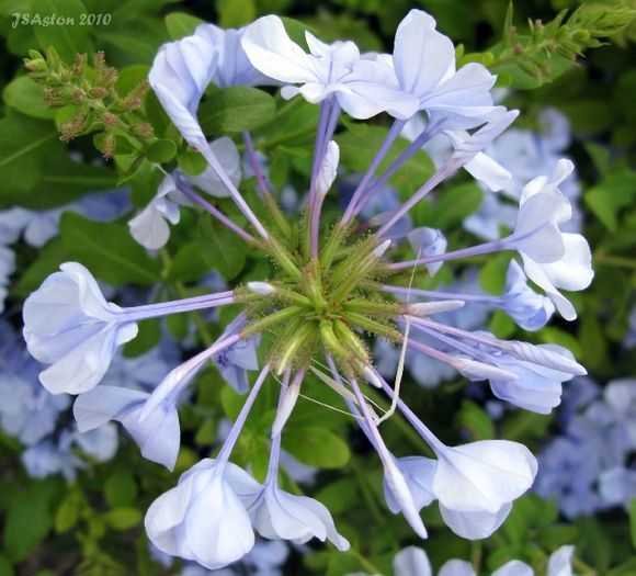 Blue Flowers by villa...