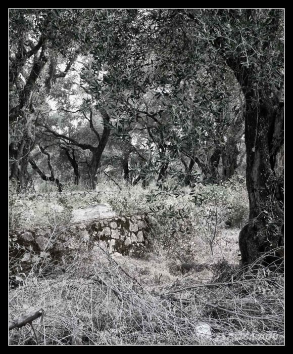 Olive Trees with Hint of Colour...