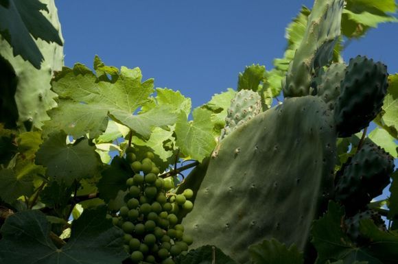 One the few places in the world where grapes and catci grow side by side