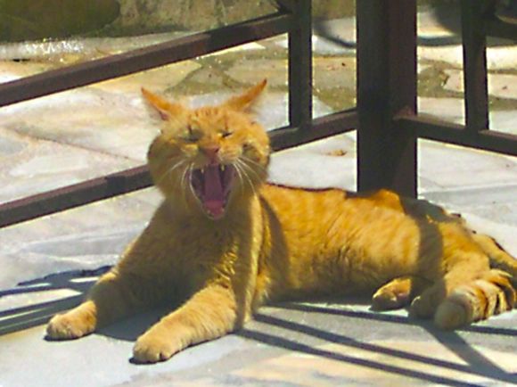 Yawn in Syros