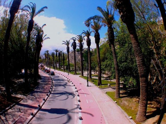 The palms\' road