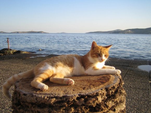 Cat at the sea