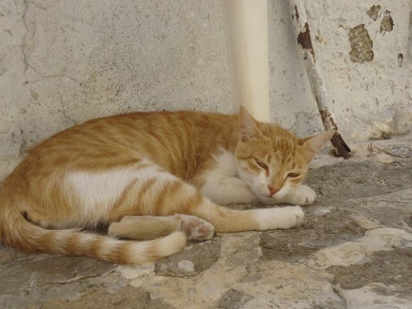cat from Pyrgi (Pyrgisian?)