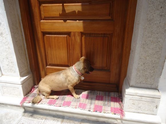 dog knocking at the door in Pyrgi