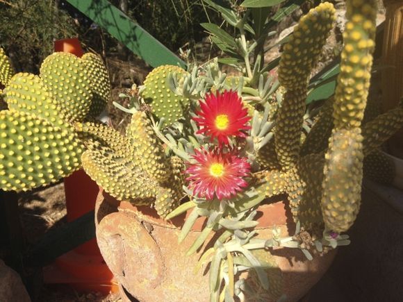 cactus ikarikus