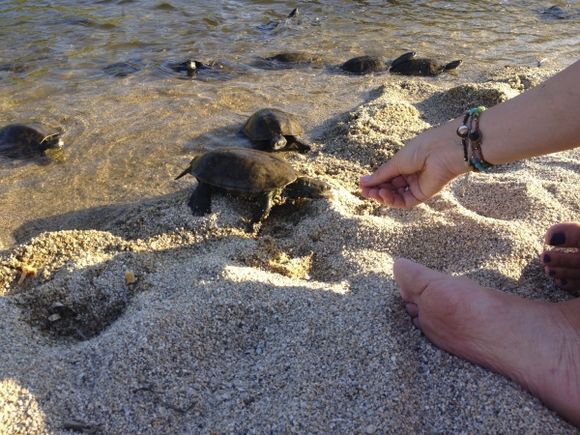 feeding turtles