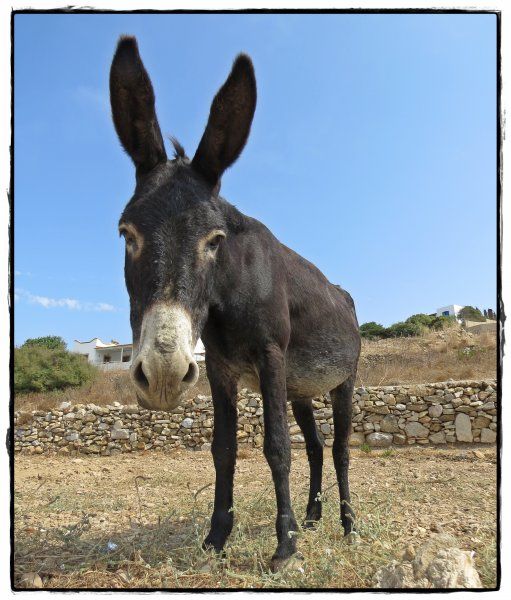 21-09-2015  Lipsi: Curious donkey